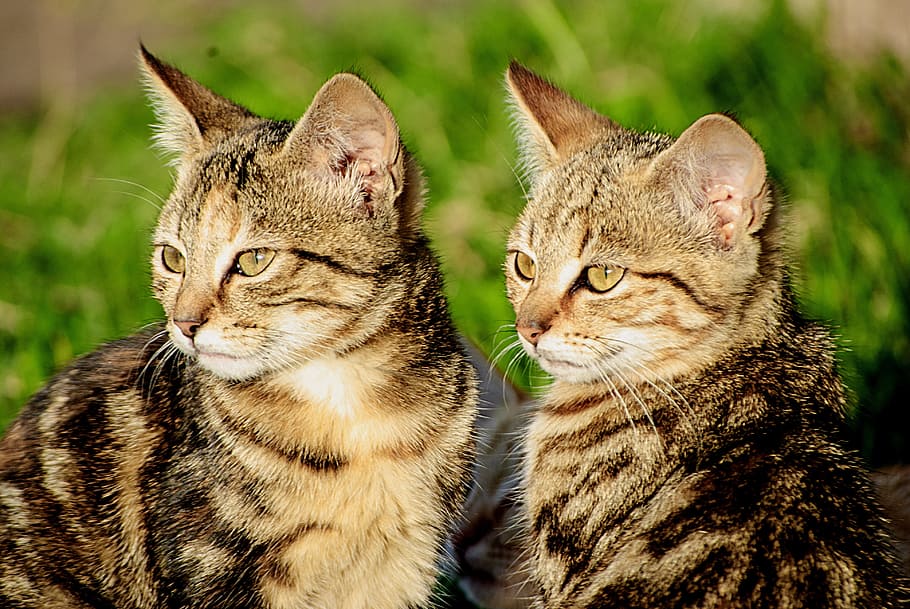 猫 動物 ペット 哺乳類 ネコ 飼い猫 動物のテーマ 家畜 動物の群れ 2匹 Pxfuel