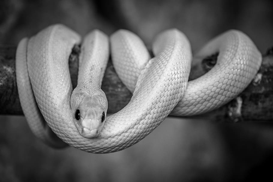 serpiente, blanco y negro, reptil, veneno, peligro, temas de animales, fauna animal, animal, un animal, primer plano