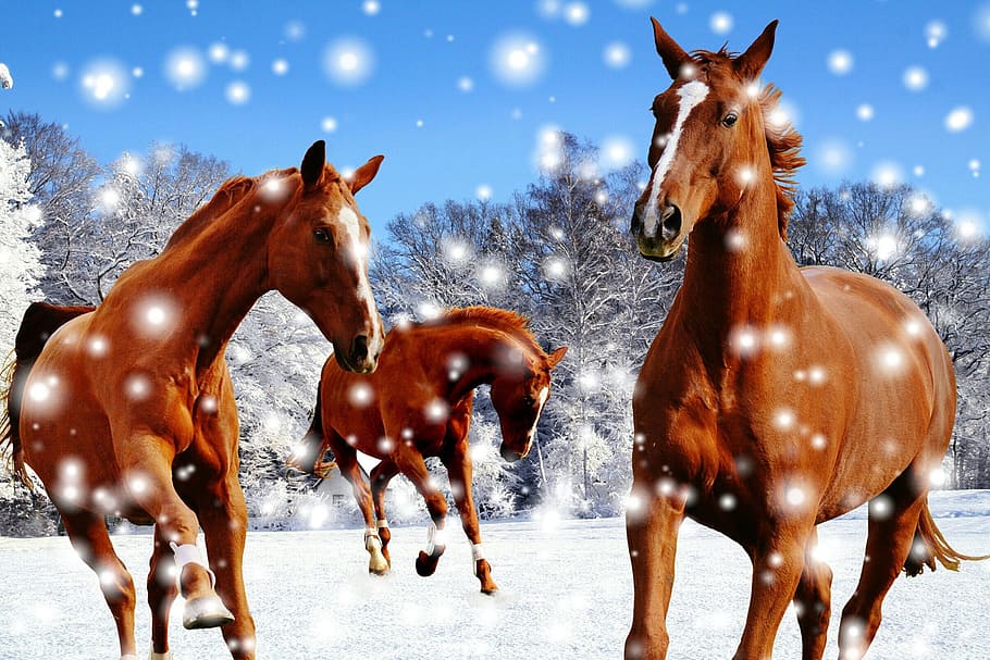 tres, marrón, caballo, campo de nieve, caballos, acoplamiento, invierno, nieve, jugar, paddock