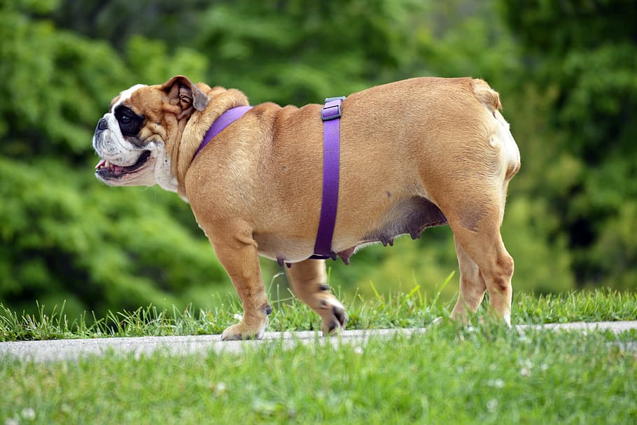 bulldog inglés, inglés, bulldog, perro, mascota, púrpura, correa, caminar, pasear, lindo