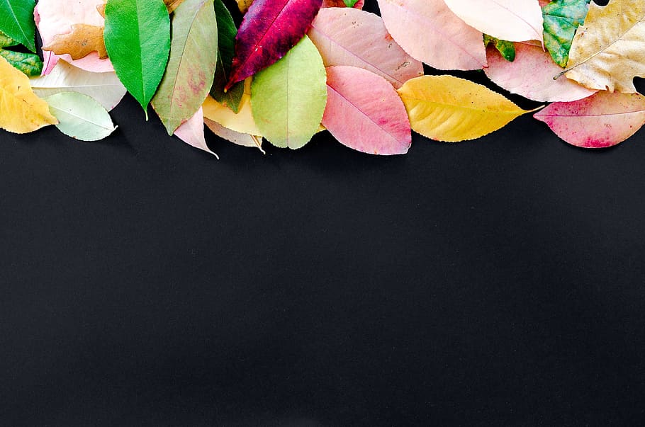 Ilustración de hojas de colores variados, otoño, naranja, naturaleza, rojo, amarillo, arce, color, brillante, temporada