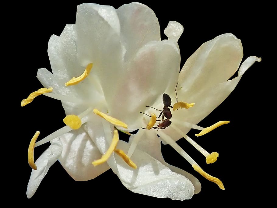 ant, insect, nature, woodbine, flower, flowering plant, fragility, vulnerability, petal, freshness