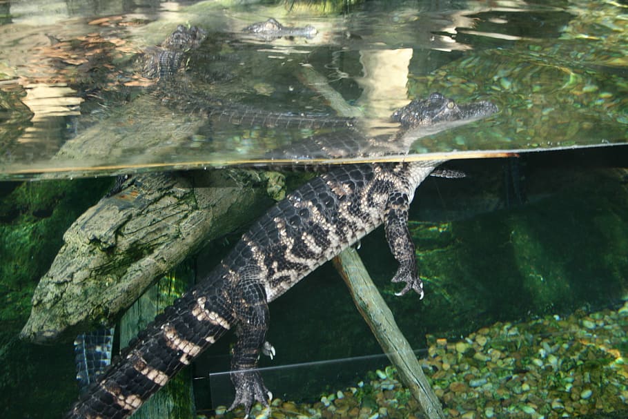 Florida, Aquarium, American Crocodile, florida, aquarium, alligator, animal, zoology, species, environment, outdoors