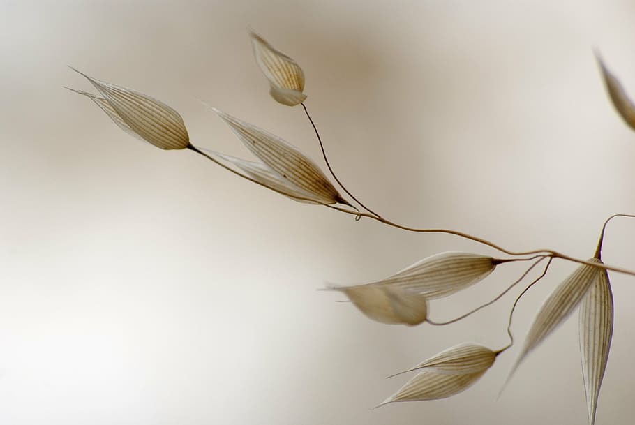 closeup, photography, white, leaves, oats, brightfield, grass, dried nature, light, solitaire