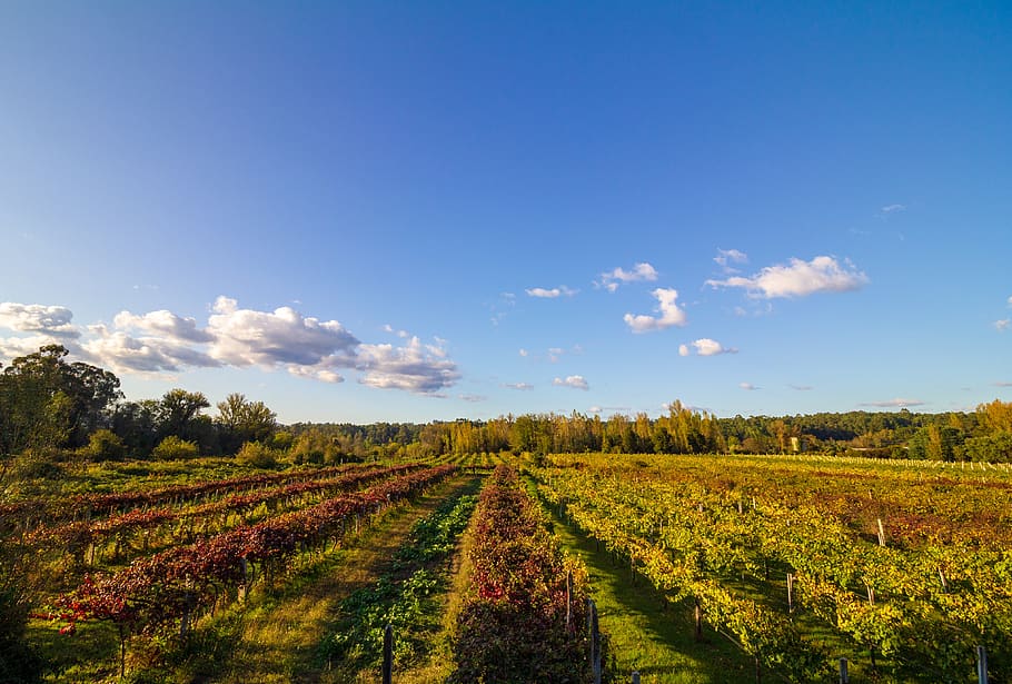 vineyard, autumn, panoramic, wine, vine, agriculture, leaves, vineyards, green, yellow