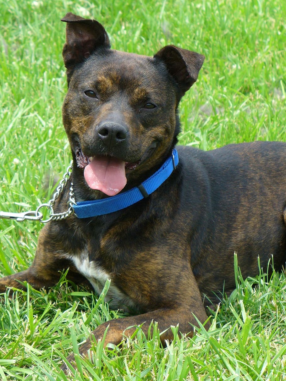 adult, brindle, american, pit, bull, terrier, grass, field, pit bull, mixed breed