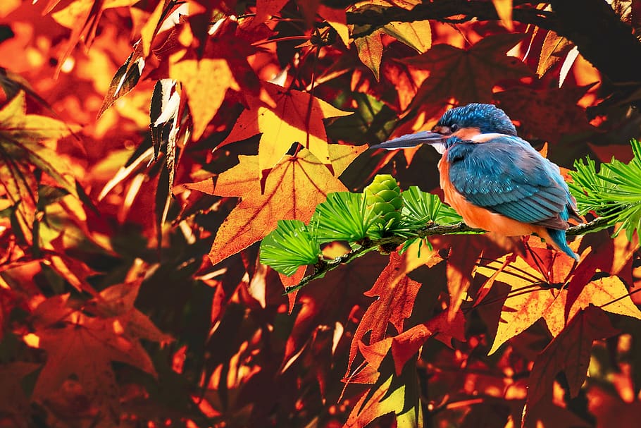 Fall bird. Синица гаичка птица фото. Bird Fall.