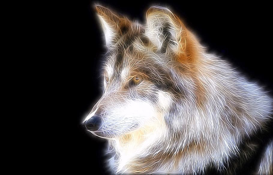 オオカミ, 捕食者, 画像編集, 1匹の動物, 動物のテーマ, 動物, 哺乳類, 犬, ペット, 家畜