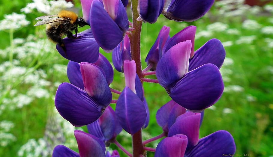purple, flowers, selective, focus photography, Lupine, Flower, Pollinate, Nature, blossom, wild