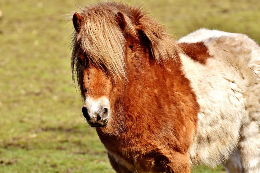 brown, white, pony, standing, green, grass field, horse, animal, mane, horse head