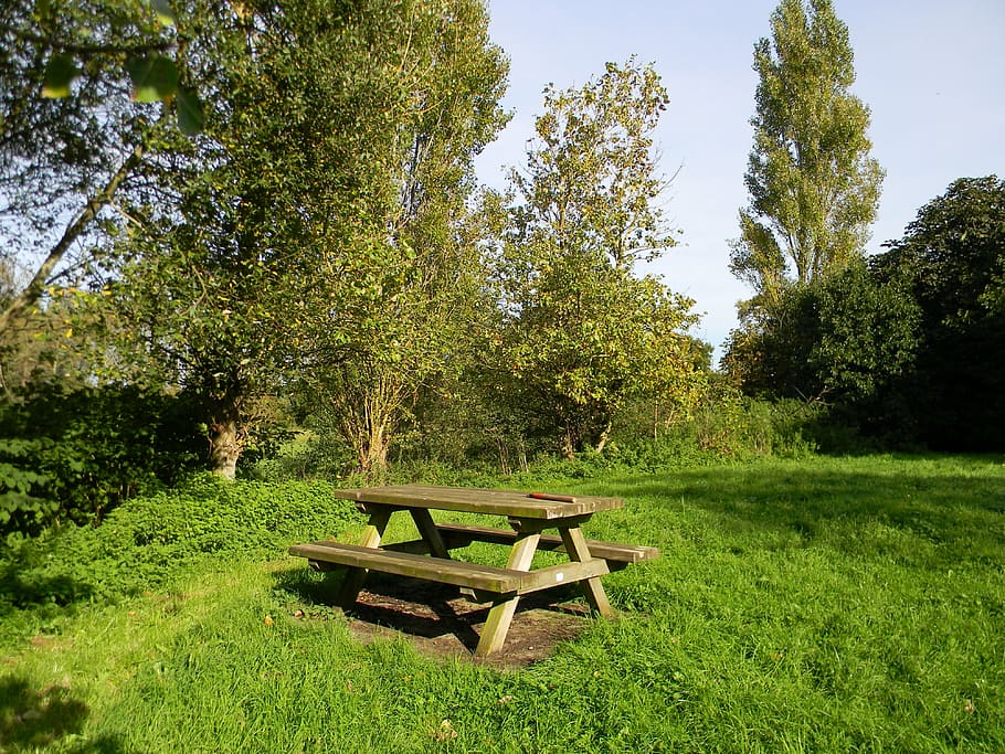 table, field, picnic table, plant, tree, green color, grass, growth, nature, seat