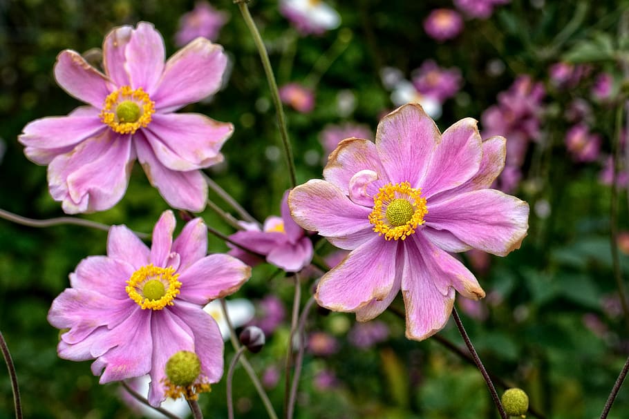 fall anemone, anemone hupehensis, anemone, blossom, bloom, garden plant, ornamental plant, hahnenfußgewächs, schnittblume, flower garden