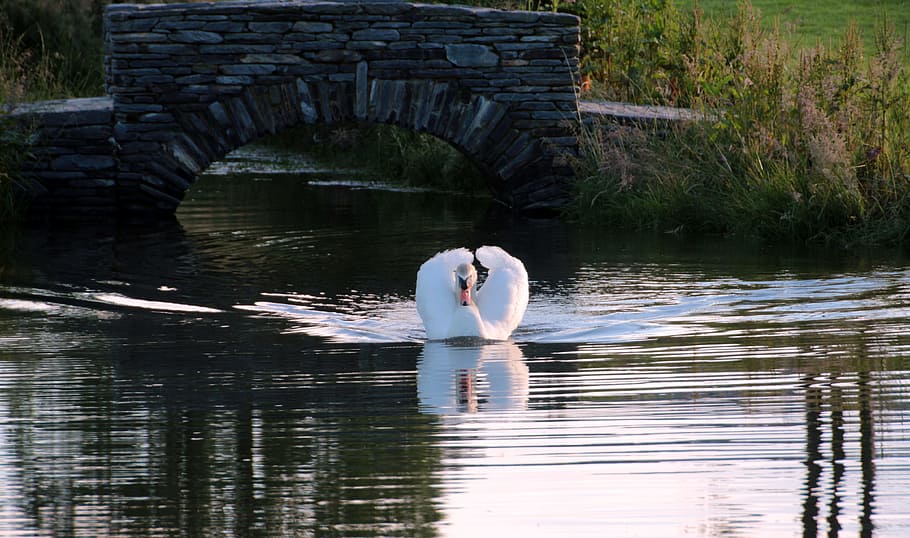 Mute Swan, Cygnus Olor, Water Bird, swan, white, elegant, swim, water, pride, lake
