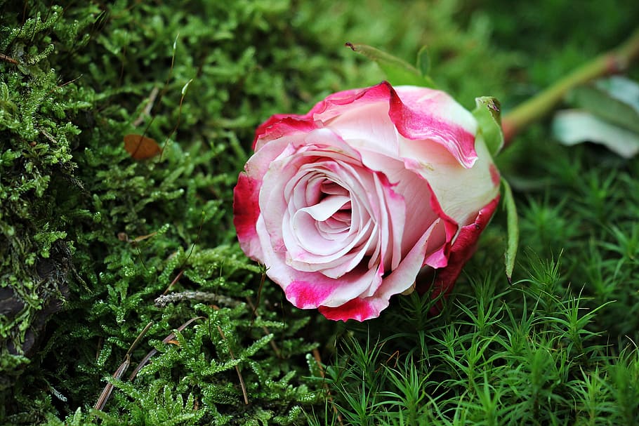 white, pink, rose, green, grass, culture rose, floribunda, pink white, pink white rose, blossom