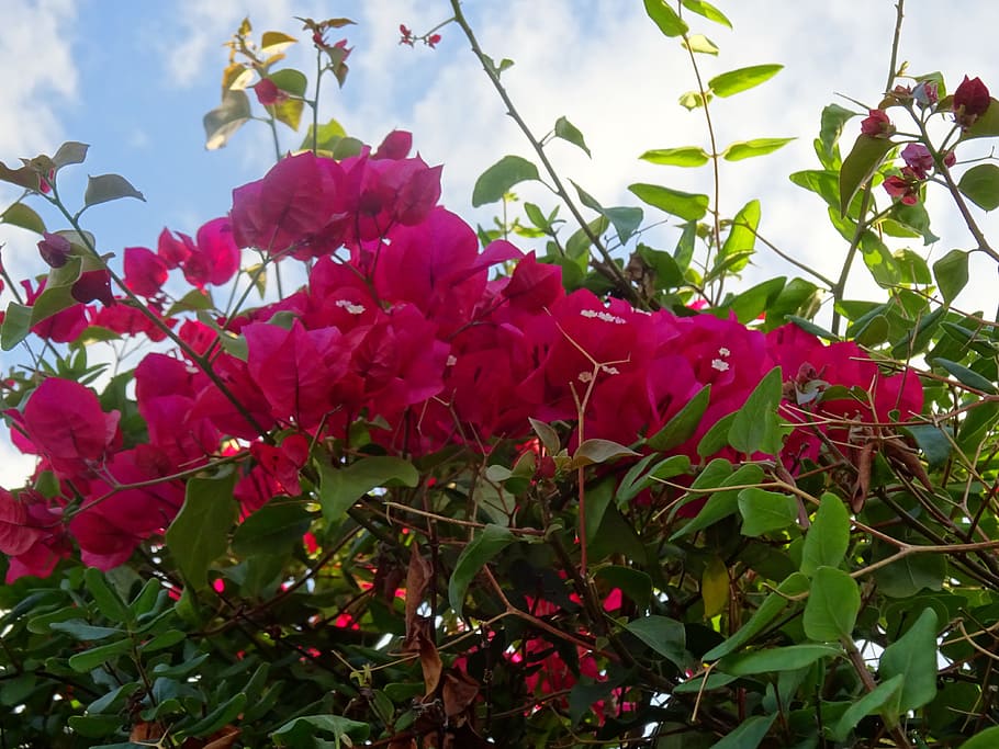 ブーゲンビラ 赤い花 秋 工場 成長 自然の美しさ 開花植物 花 植物の部分 鮮度 Pxfuel