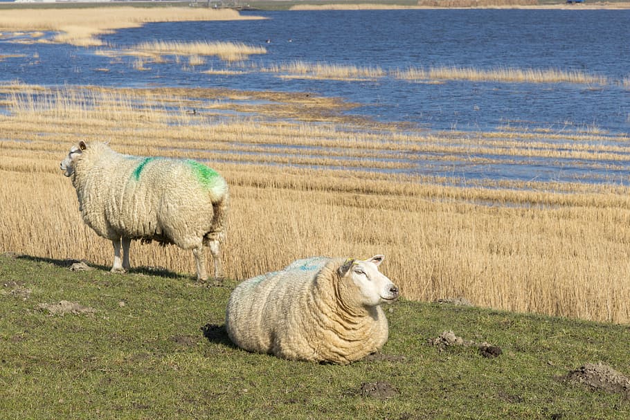 Sheep, Meadow, Pasture, Water, Sea, Dike, sheep, meadow, sea, dike, coast, northern germany