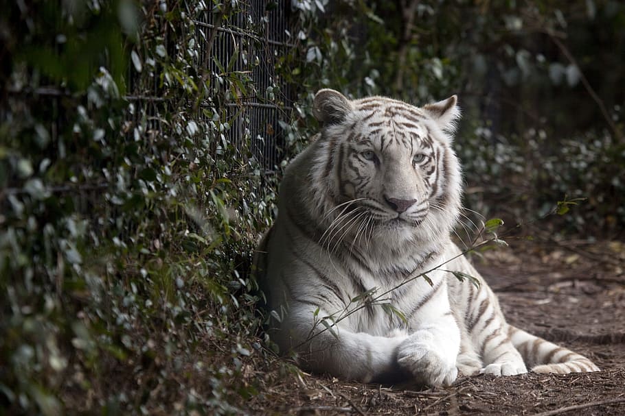 blanco, tigre, verde, hojeado, planta, tigre blanco, zoológico, gato, animal, depredador