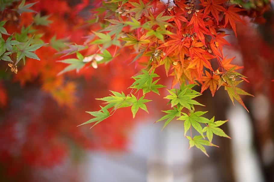 autumn leaves, autumn, the leaves, nature, colorful, wood, leaf, scenery, color, red