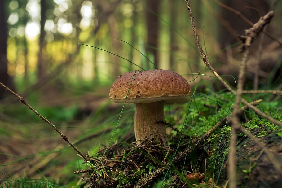 selective, focus photography, brown, mushroom, Fungus, Forest, Nature, Boletus, mushrooms, genuine