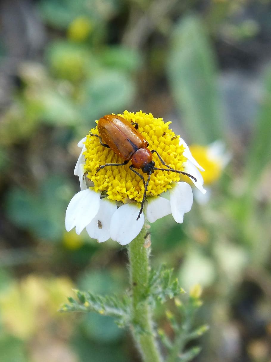 Kumbang kumbang, Kumbang, Diptera, Jeruk, kumbang jeruk, daisy, serbuk sari, bunga, kerapuhan, kuning