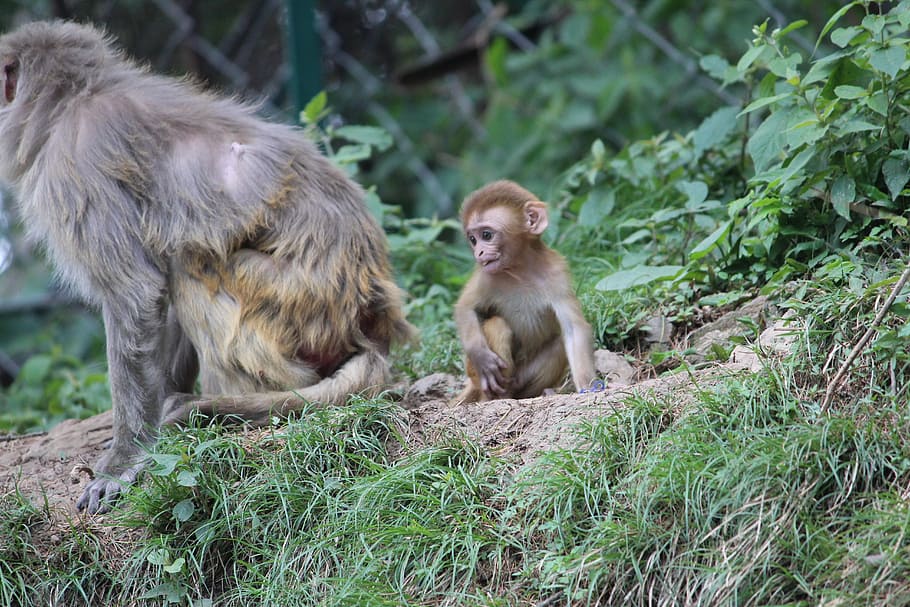 mono bebé, madre enojada, simio, mono, primate, animal, temas de animales, animales en la naturaleza, fauna animal, mamífero