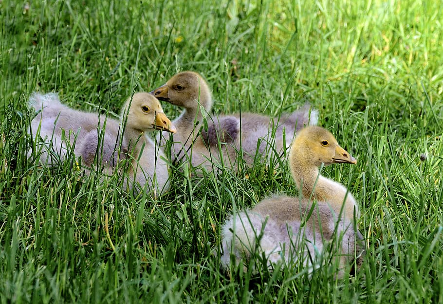 goslings, geese, chicks, animal world, cute, birds, waterfowl, animal, young, goose family