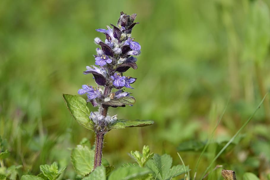 bunga menunjuk, ungu, geneva blue bugle or, heide-blue bugle or, ajuga genevensis, Lamiaceae Lamiaceae, padang rumput, taman, musim semi, merapatkan