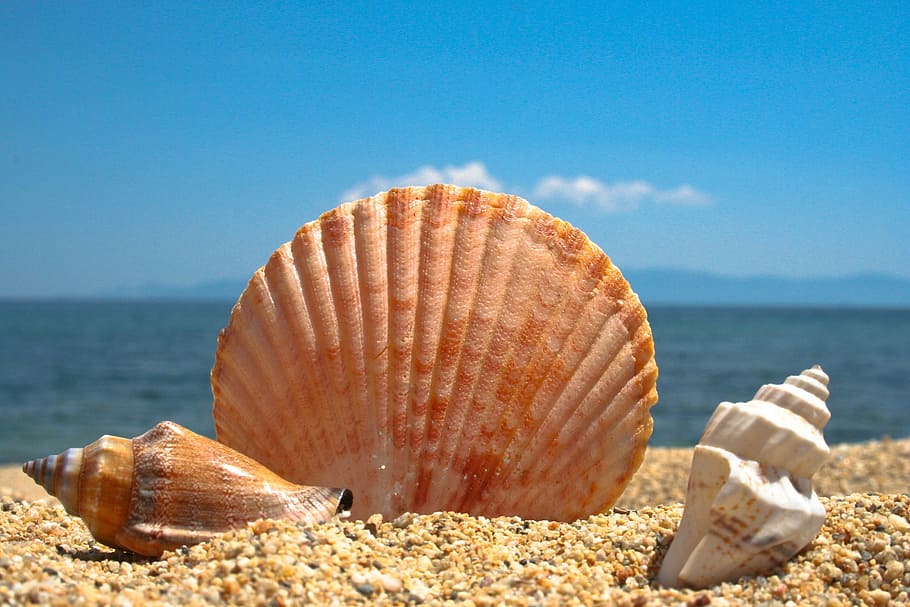 fotografía, conchas marinas, arena, concha marina, playa, mar, azul, concha animal, verano, vacaciones