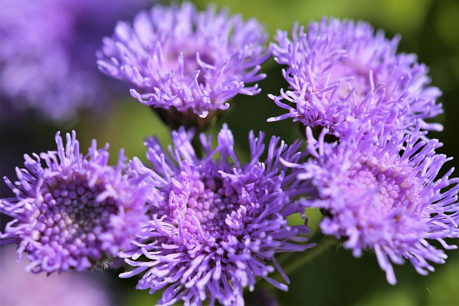 flor de fio dental, ageratum houstonianum, azul, violeta, pétala, folha, estame, primavera, decoração, flor