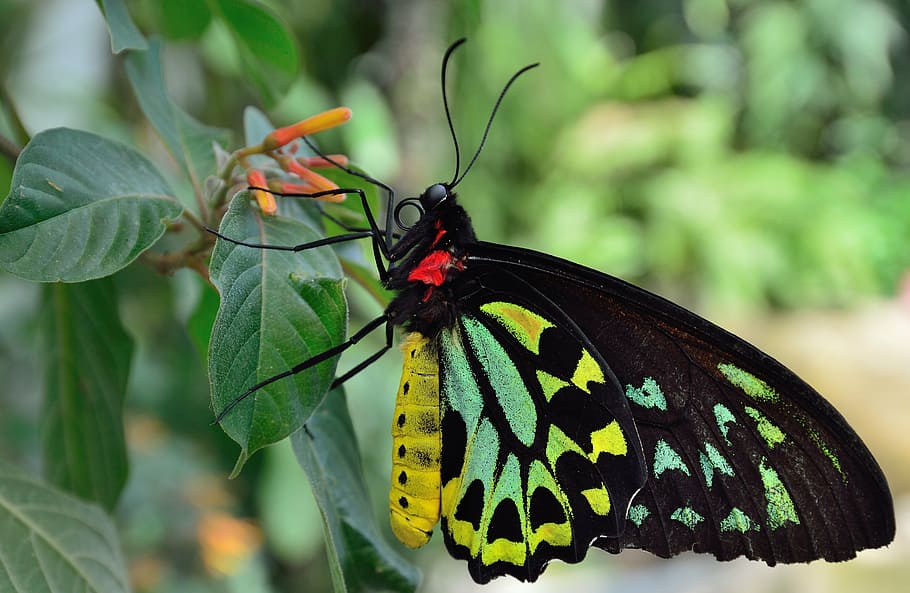 preto, verde, amarelo, borboleta, empoleirado, planta de folha, macro, close-up, colorido, pernas