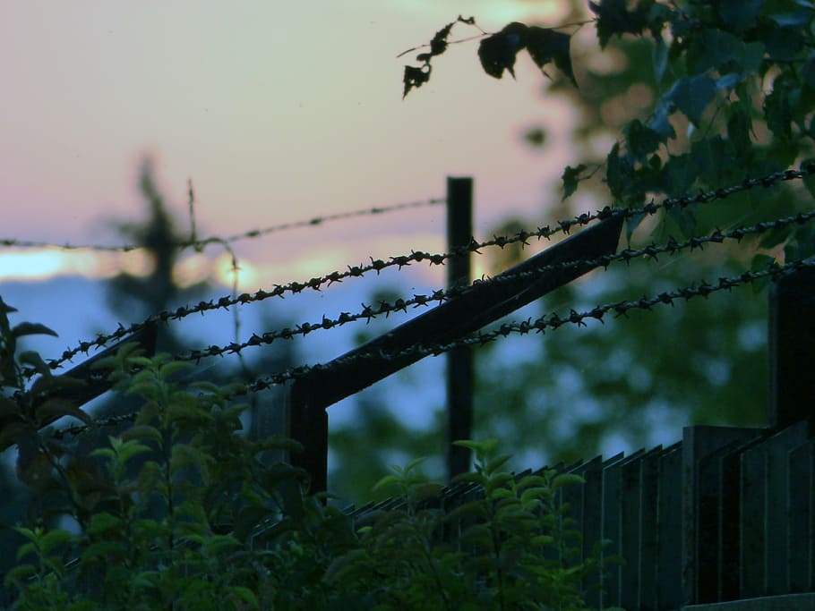 barbed wire, prison, wires, dom, bondage, view, plant, nature, tree, focus on foreground