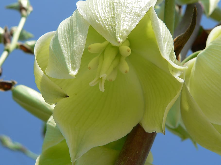 yucca, bloom, plant, nature, blossom, flower, flora, green, white, close-up