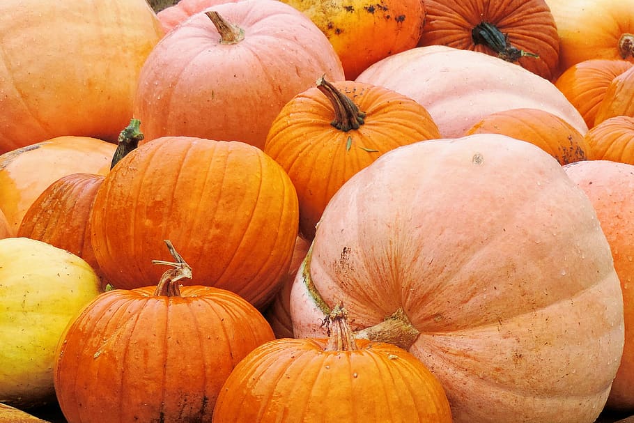 pumpkin, pumpkin harvest, vegetables, food, healthy, eat, food and drink, orange color, vegetable, freshness