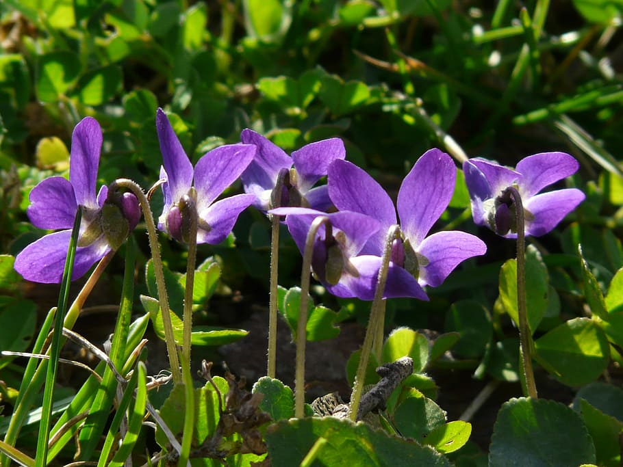 Wald, Violet, Purple, Blue, wald violet, purple, blue, wild flower, bloom, blossom, plant