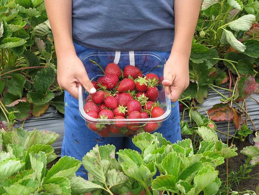 fresas, niño, granja, cosecha de fresas, cestito, bayas, frutas, alimentos, orgánicos, alimentación saludable