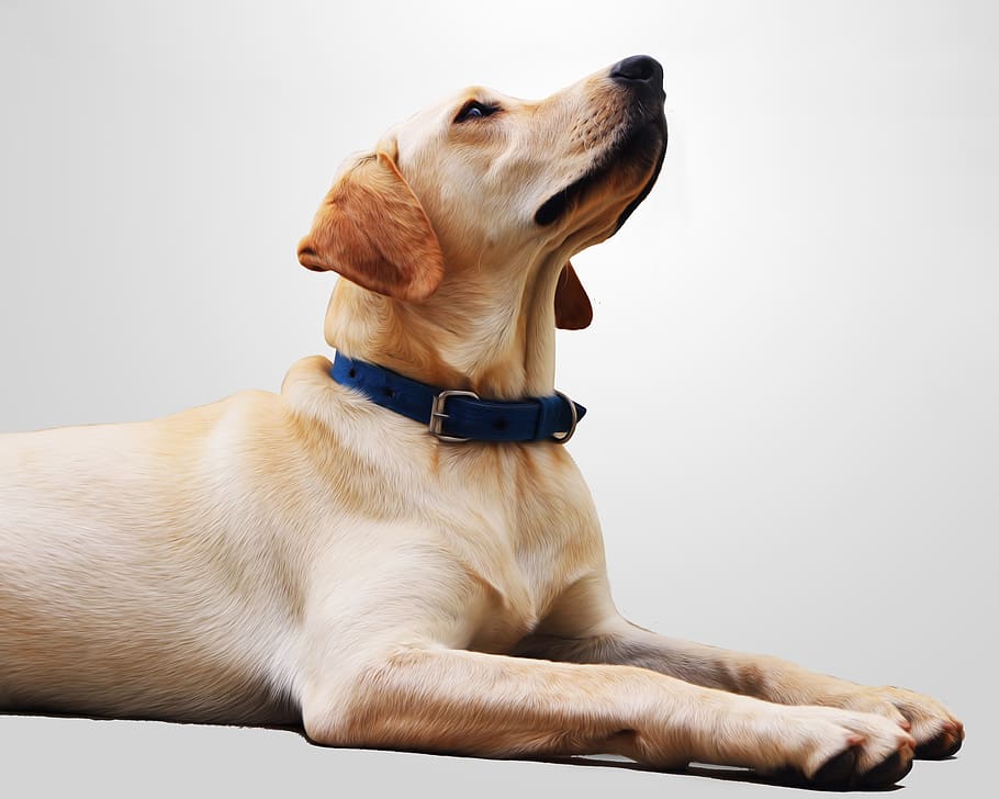 closeup, adult labrador retriever, wallpaper, background, dog, pet, animal, canine, retriever, cute