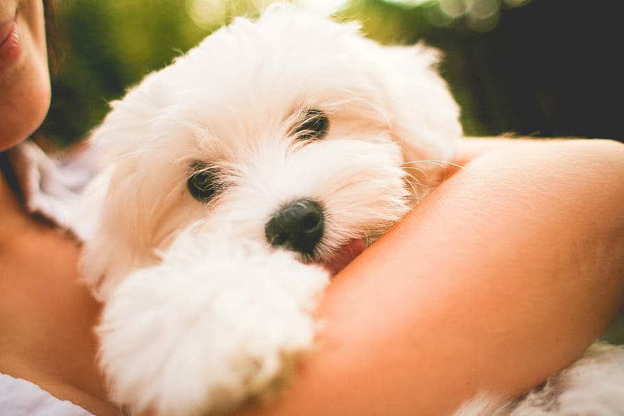 maltese dog puppy, Hugging, Maltese Dog, Puppy, cute, dogs, dog, pets, animal, people