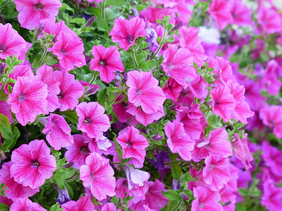 pink petunia flowers, petunia, flower, blossom, bloom, pink, flowers, nachtschattengewächs, solanaceae, garden petunia