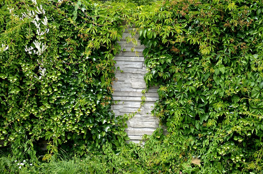 green leafed, noise barrier, hedge, wall, overgrown, green, plant, road, climber, garden wall