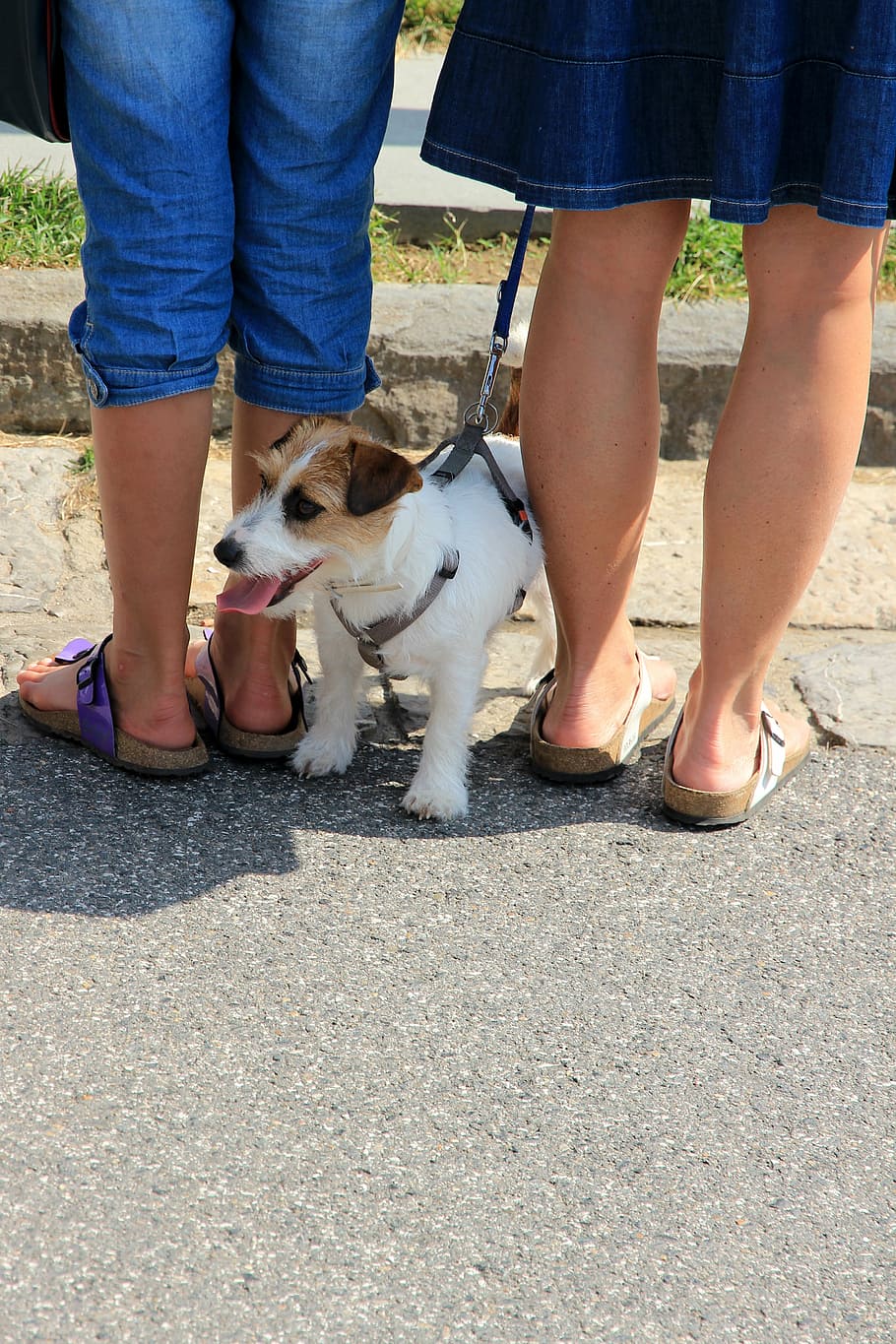 dog, legs, knuffig, sandals, birkenstock, pair, pet, low section, pets, domestic