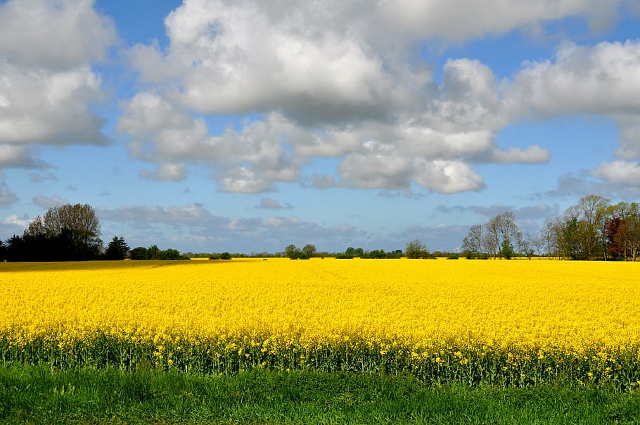 green plantation, field of rapeseeds, fehmarn, landscape, field, yellow, arable, oilseed Rape, nature, agriculture