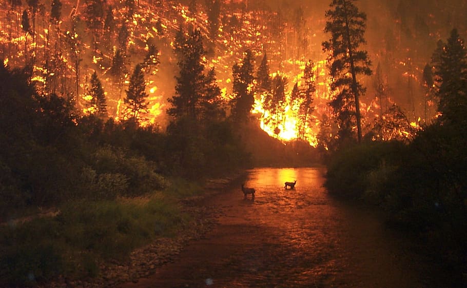 森林火災の風景, 森林火災, ブランド, 火災, 自然災害, 煙, 残り火, グロー, 火傷, 環境保護