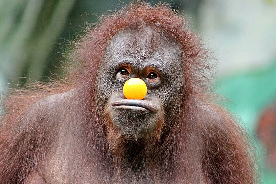 brown, primate, yellow, ball toy, face, monkey, funny, fun, cool, zoo
