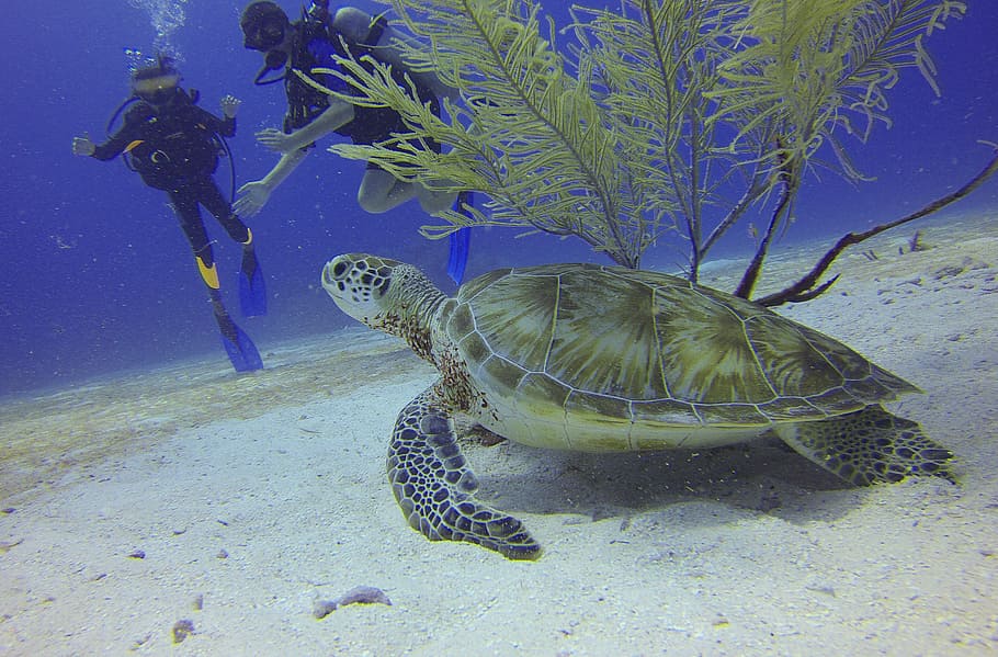 bajo el agua, foto, tortuga marina, dos, buzos, tortuga, méxico, mar, arrecife, buceo