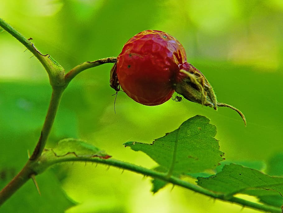 Red, Rose, Rose Hip, Bug, Spider, Insects, red, nature, garden, macro, fruit
