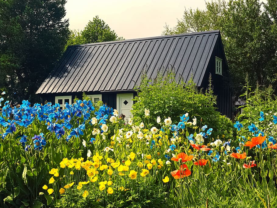 Garten, auf, Island, house, surrounded, flowers, bright, sky, plant, flower