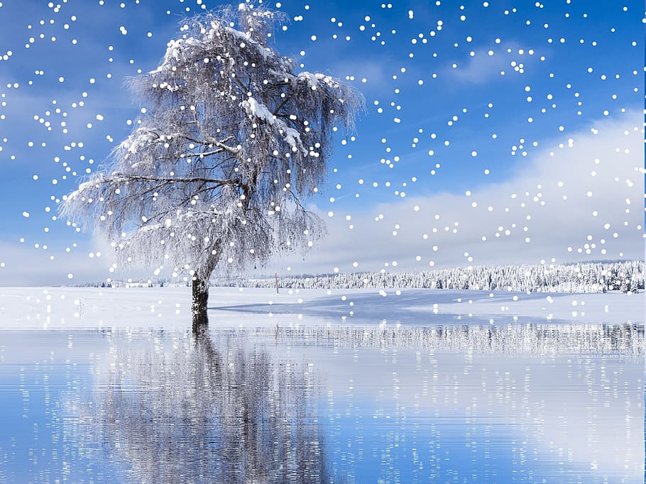 голые, дерево, снег, зима, снегопад, зимний, холодный, рождество, снежный пейзаж, eiskristalle