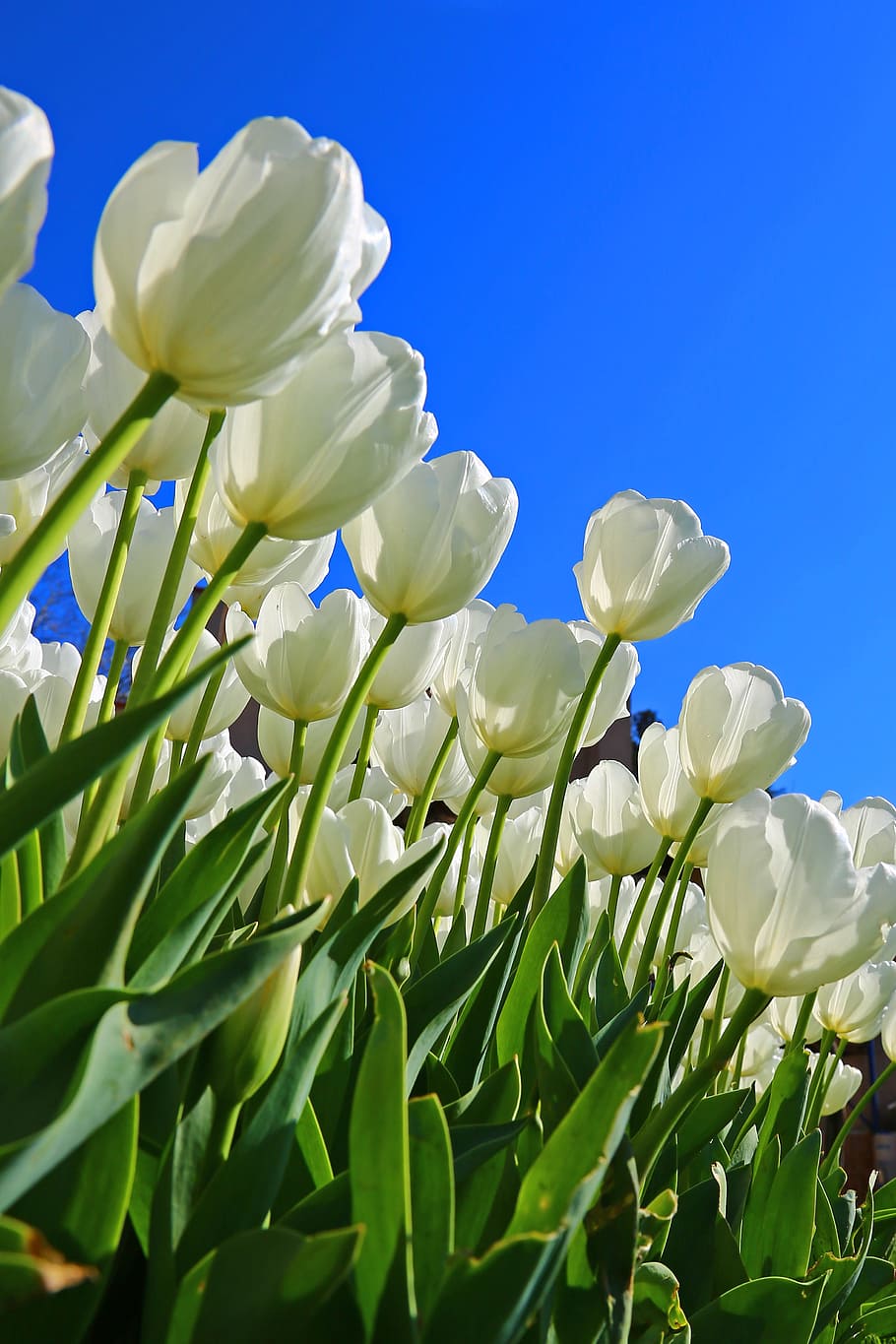 Tulips, White, Flower, Flowers, white, flower, white flowers, plant, nature, beautiful, spring