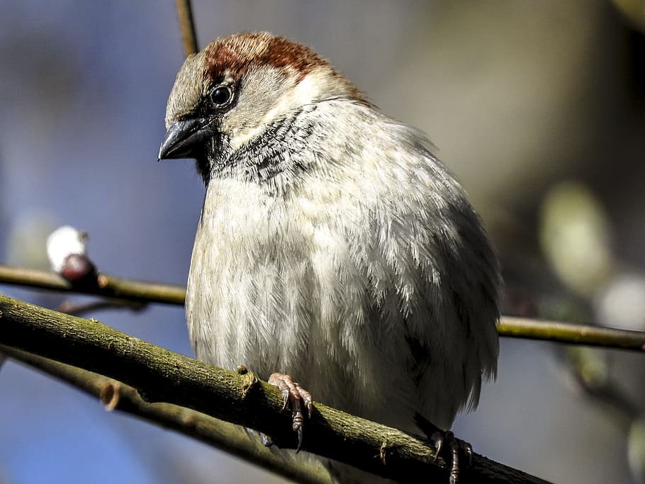 Sperling, House Sparrow, Bird, sparrow, songbird, garden bird, alam, hewan, cabang, margasatwa