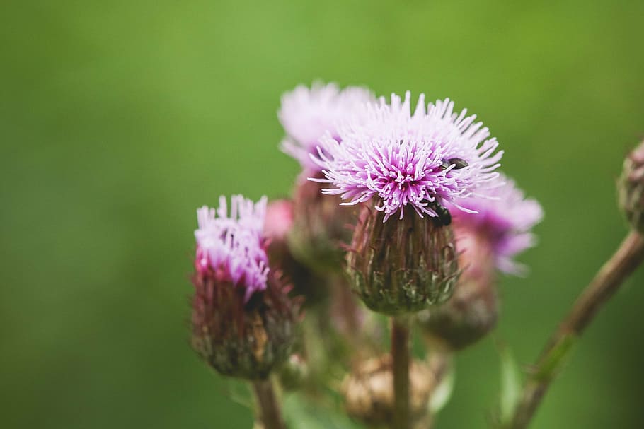 thistle, creeping, wildflower, flower, life, scene, peaceful, floral, nature, mediation